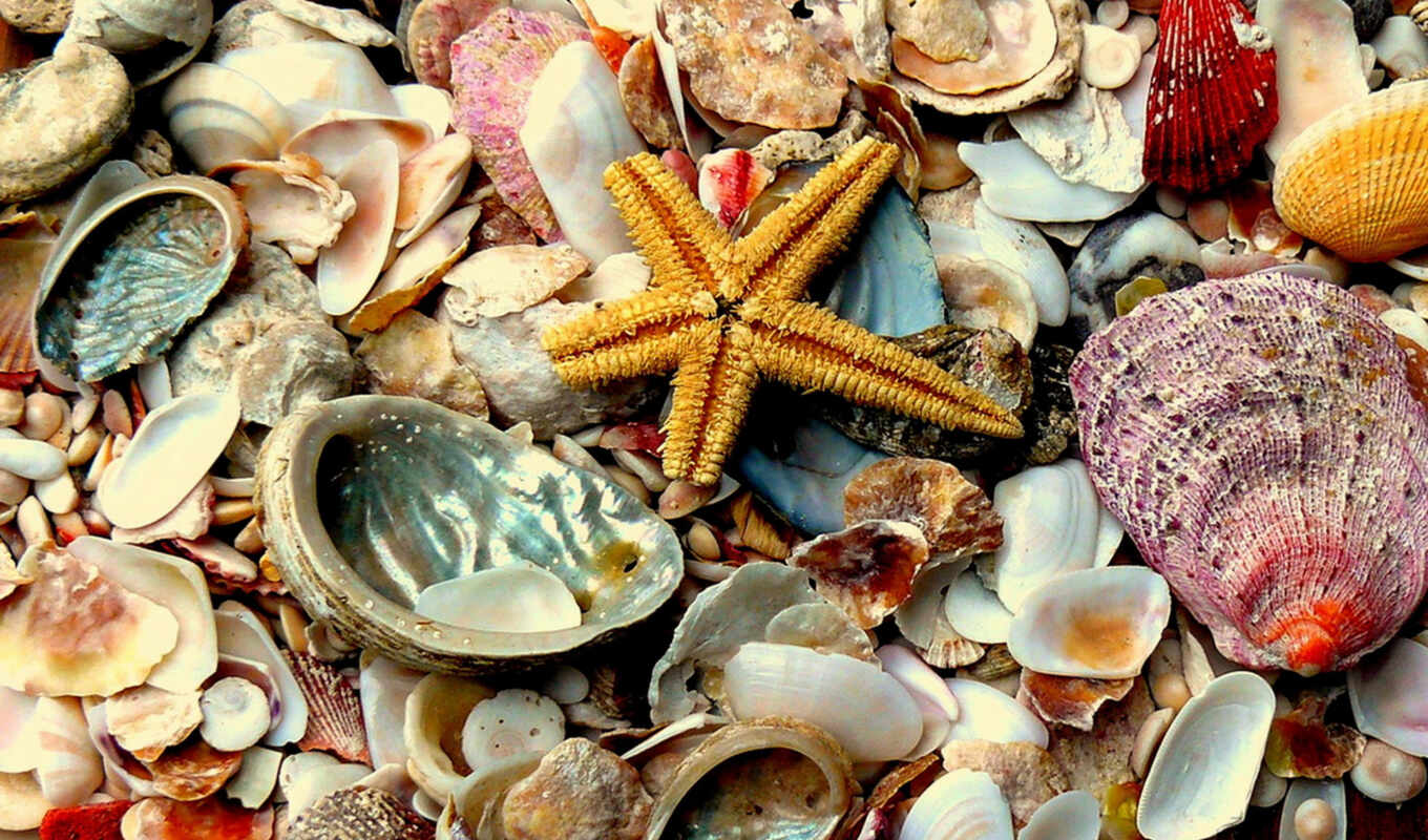 beautiful, shells, marine