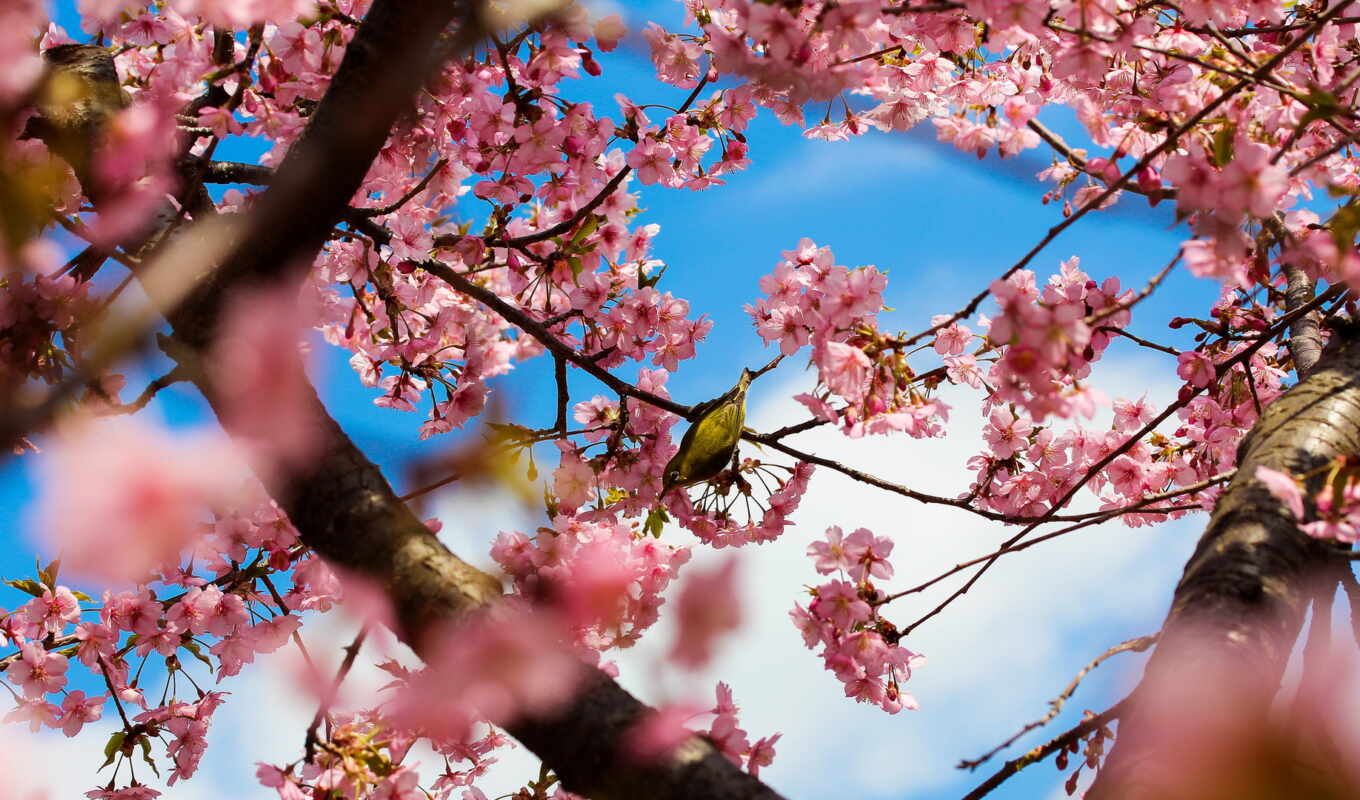 Сакура, japanese, цветение, весна, trees, цветущая, дерево, cvety, park, fone, 