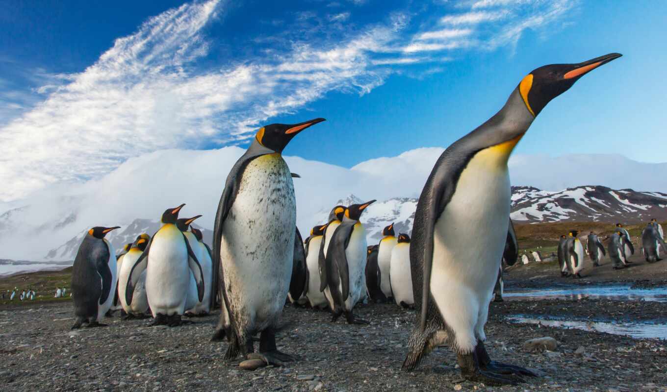 картинка, pantalla, fondo, пингвин, id, pinguino, антарктида, странный, пинг-ино