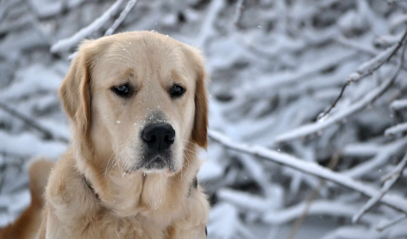 снег, winter, собака, грустный, labrador, animal, retriever, грусть