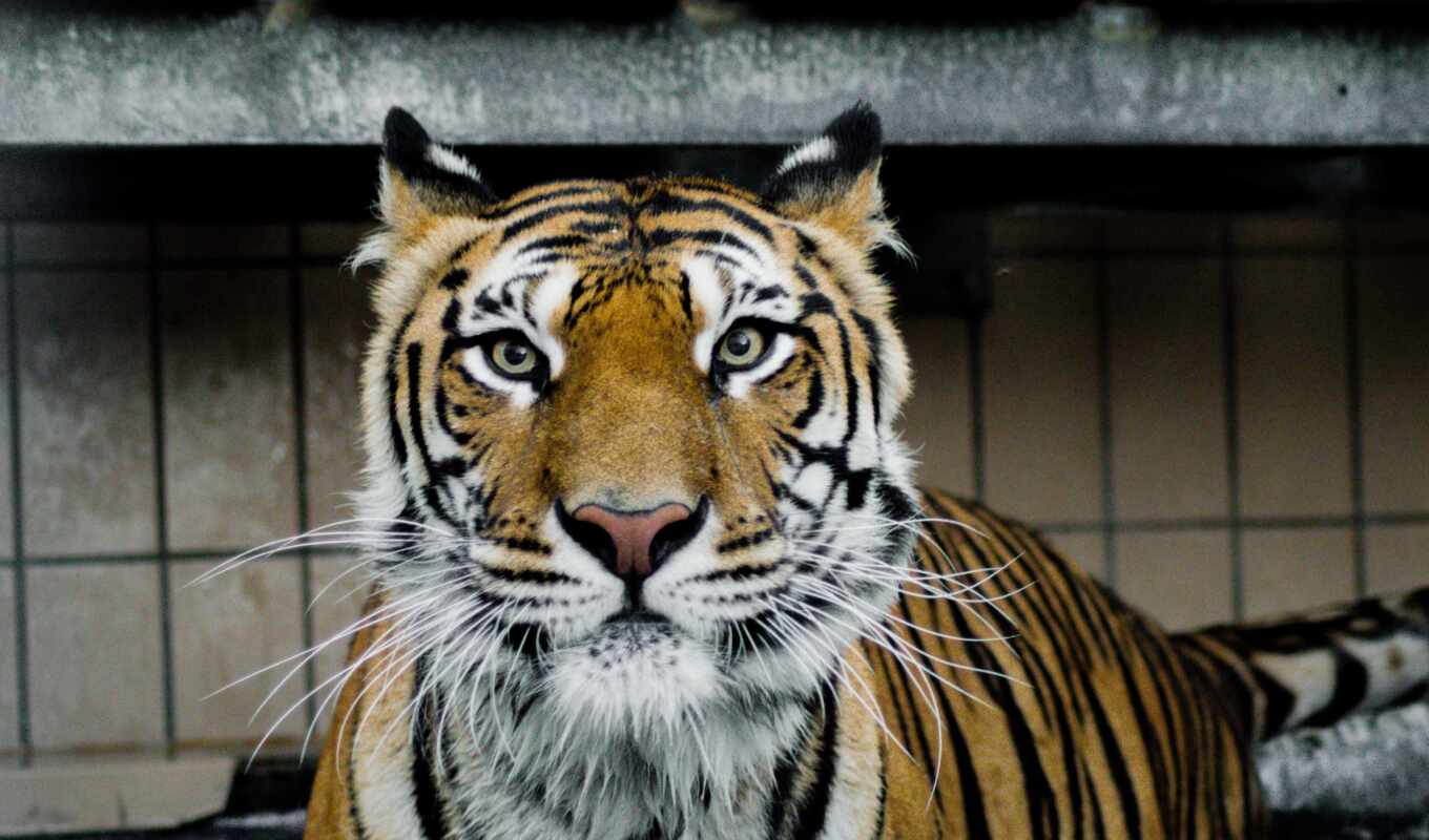 white, кот, обновление, zoo, хищник, тигр, animal, closeup, бенгальский, royal, late