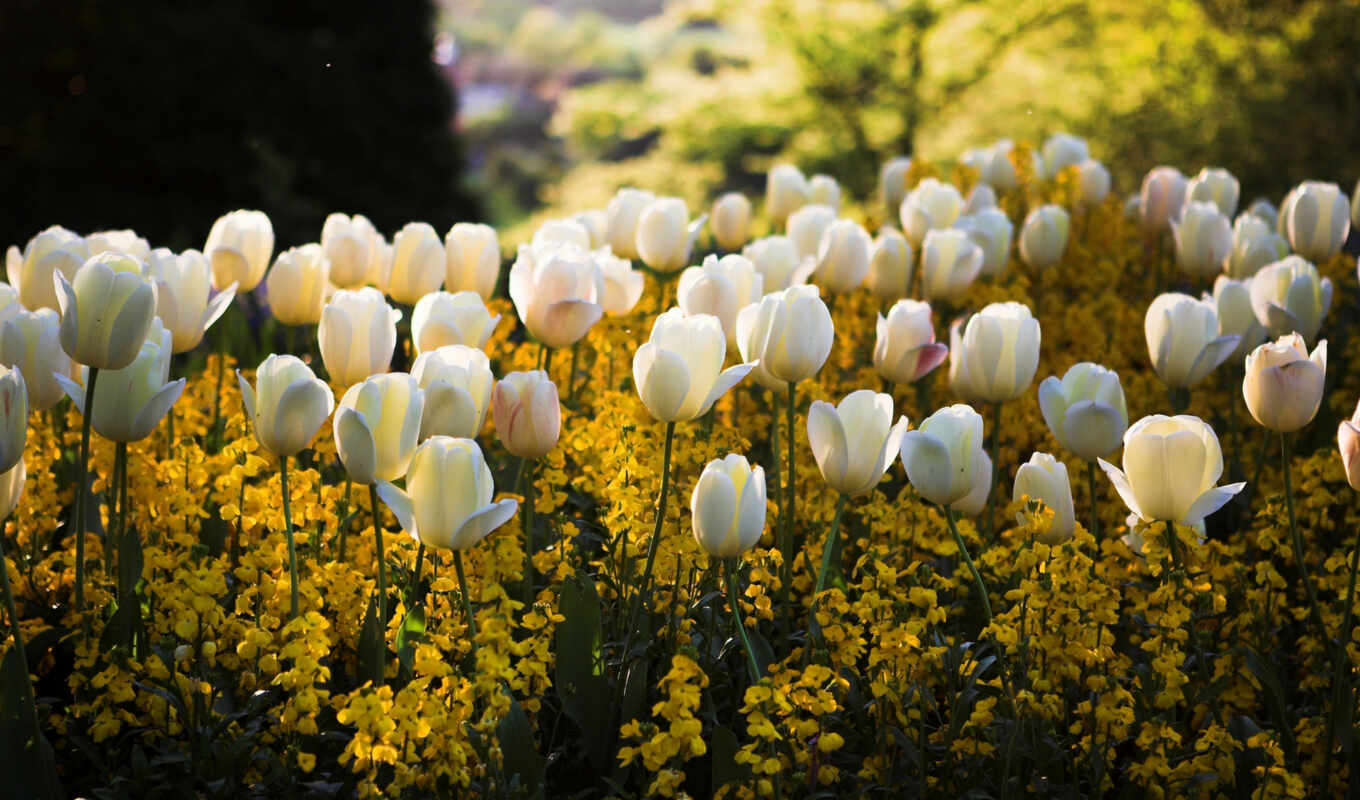 flowers, white, sun, light, spring, park, tulip, flare, blurring, flowerbed
