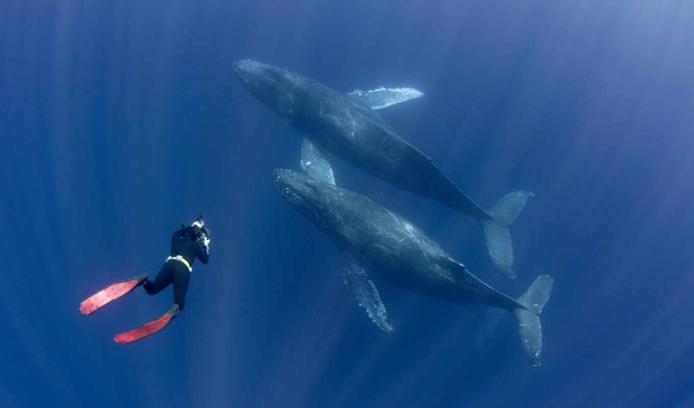 man, whale, hawaii, oahu, underwater, dive, diva, diver, miro, snorkel