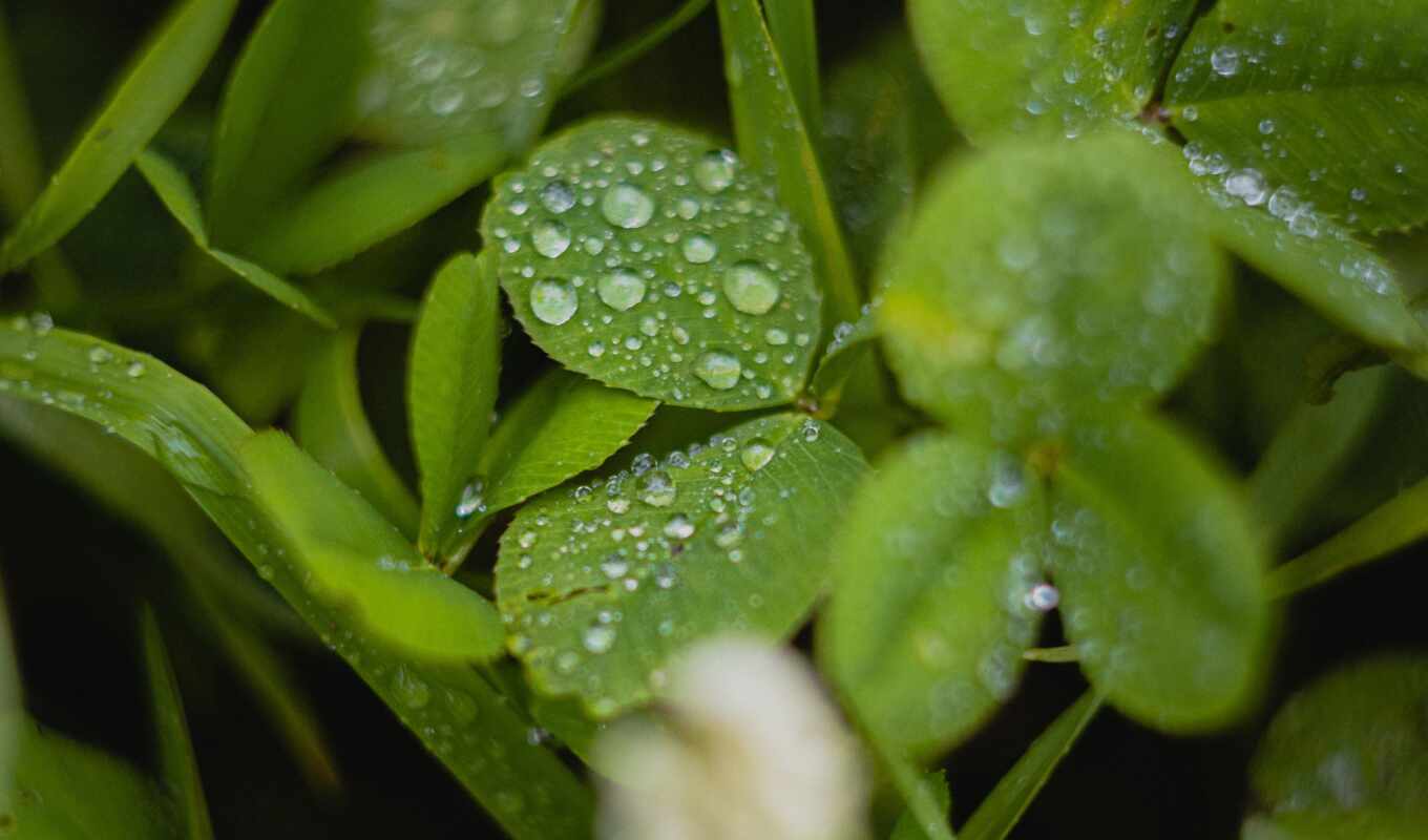 зелёный, water, leaf, clover