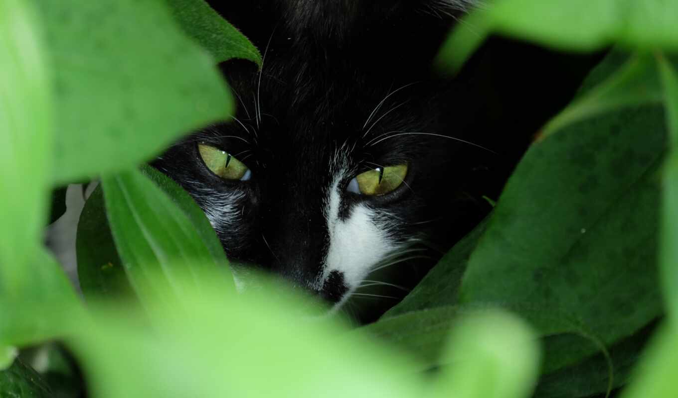 глаз, кот, зеленое, funart
