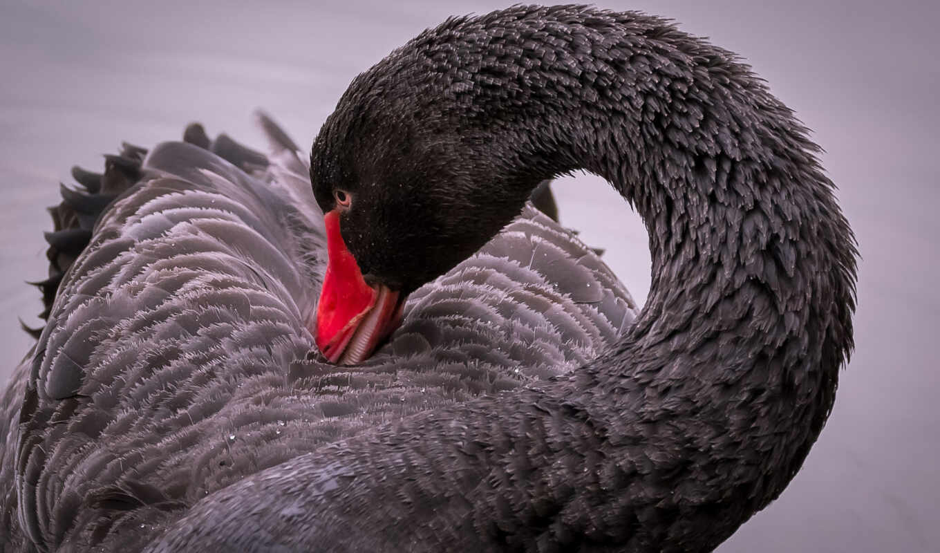 black, black, bird, swan, neck, cormorant, red - legged