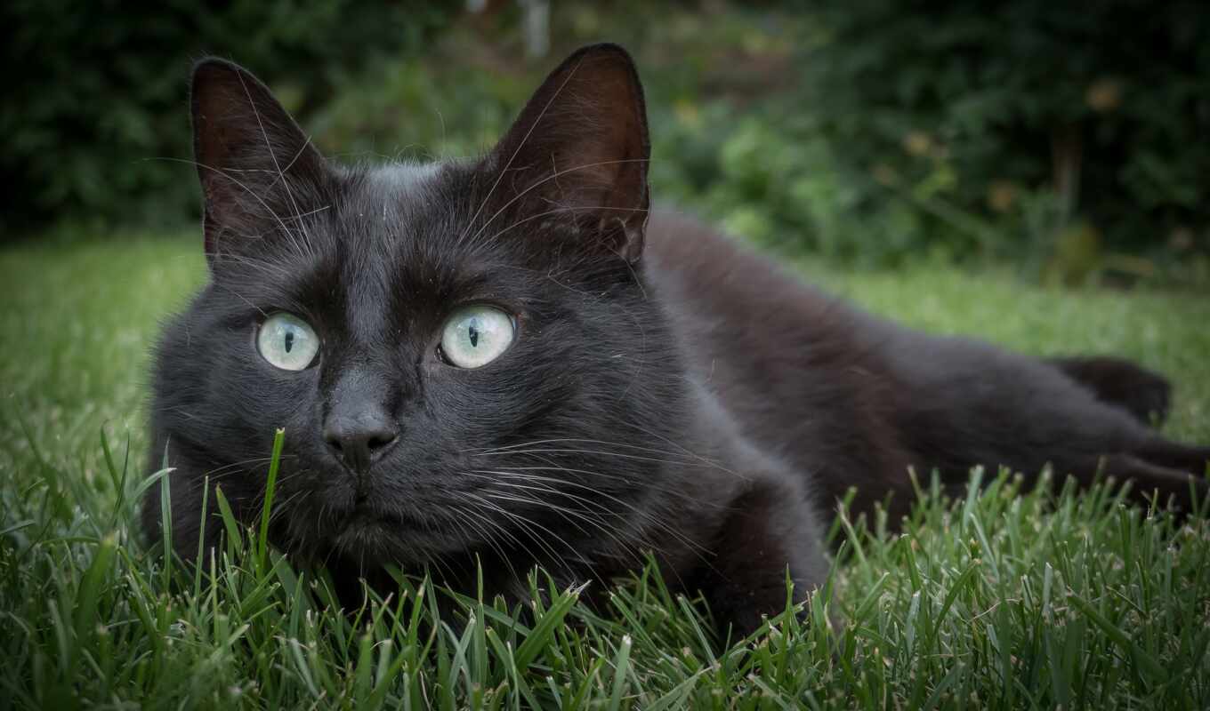 глаз, трава, кот