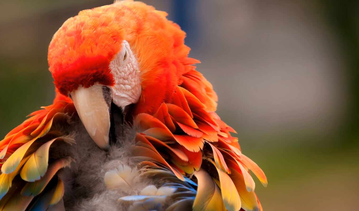 птица, попугай, animal, macaw