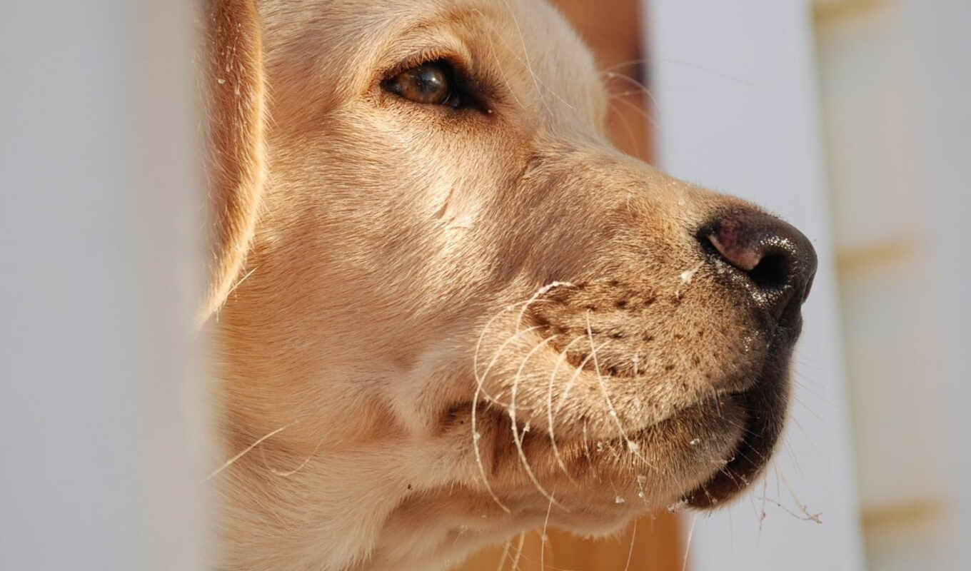 dogs, Labrador, retriever, view, dog, muzzle, puppy