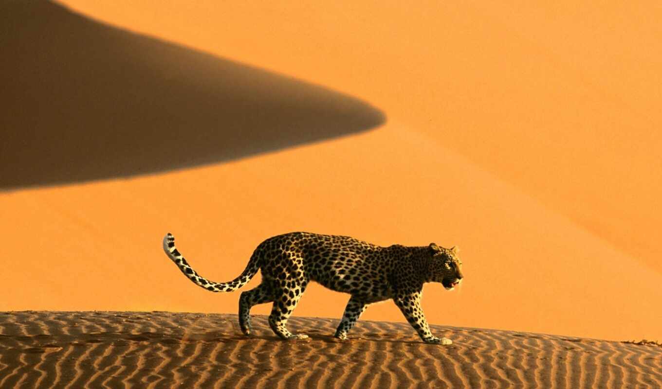 фото, леопард, animal, пустыня, namibia