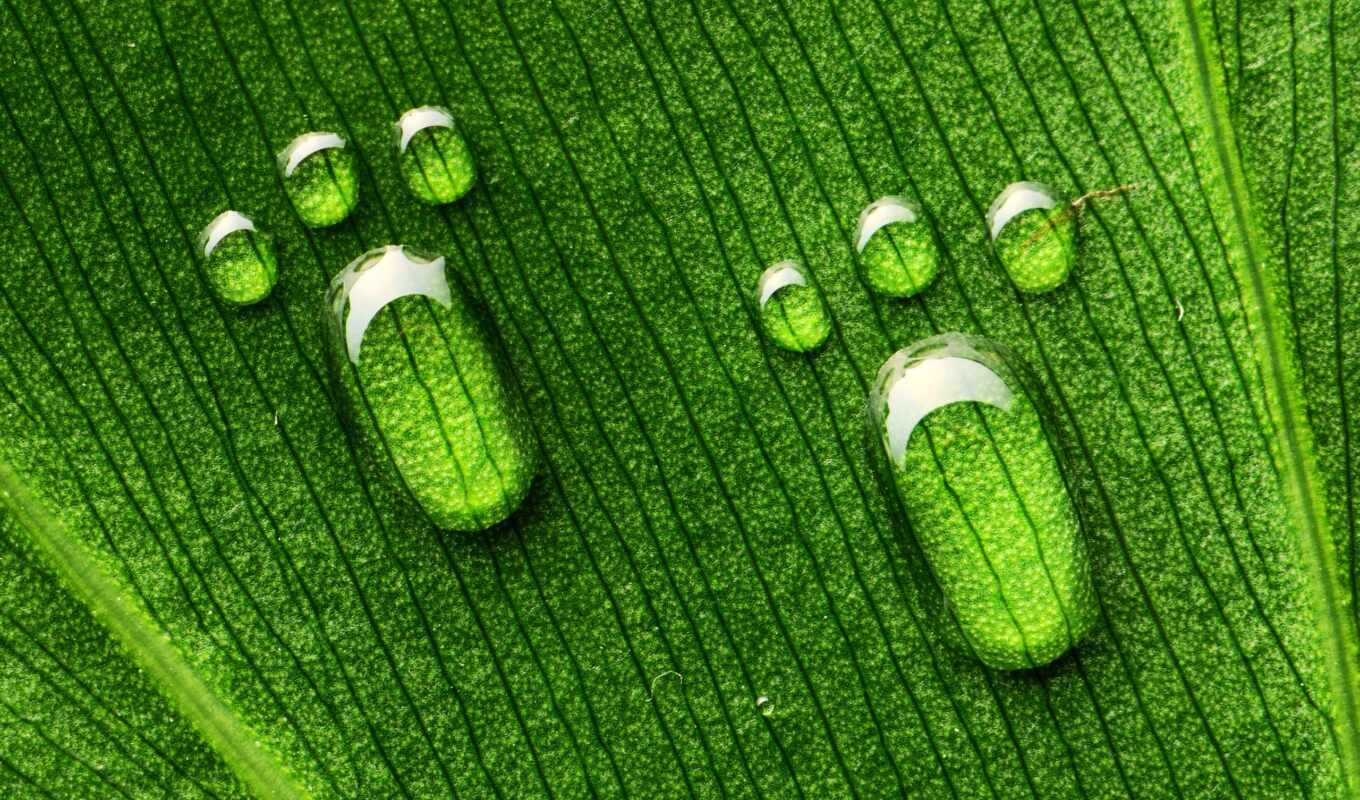 drop, лист, фон, зелёный, water, foot, permission, зелень, фотопечать, makryi