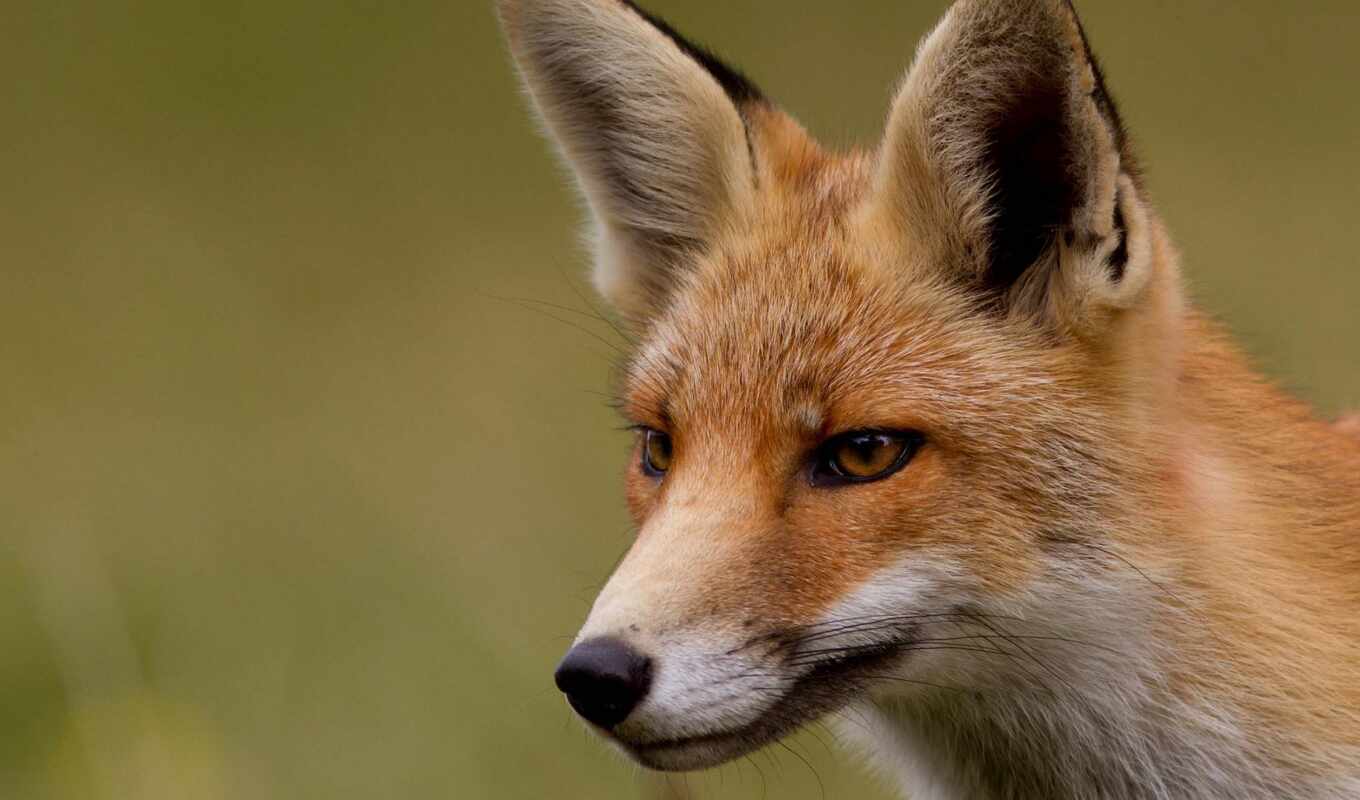 view, red, fox, muzzle