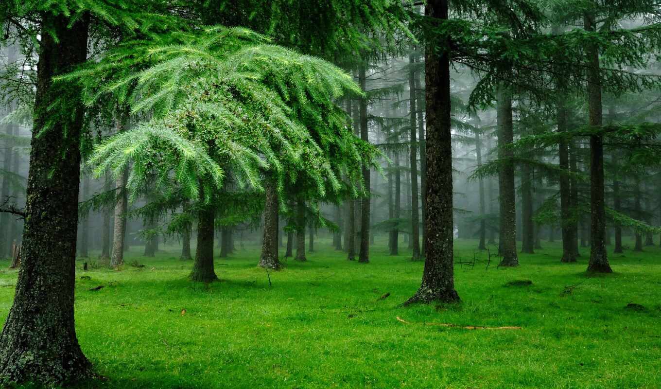 дождь, лес, pic