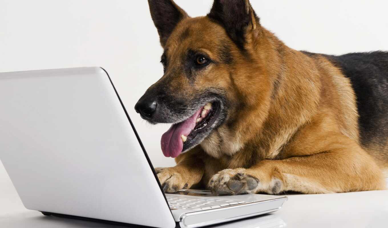 a laptop, white, technic, animals, dog, awesome, german