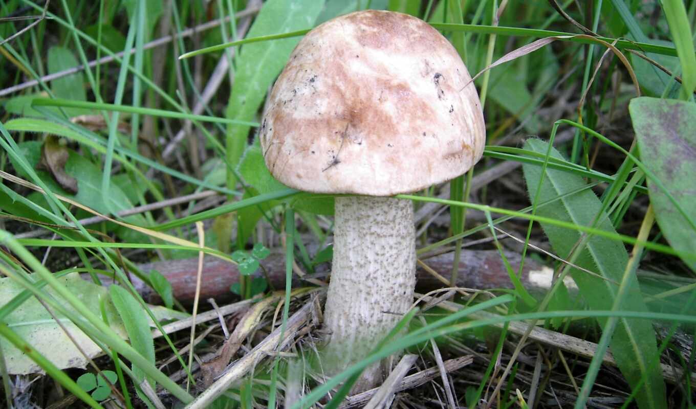 природа, more, definition, mushroom, грибов, грибы