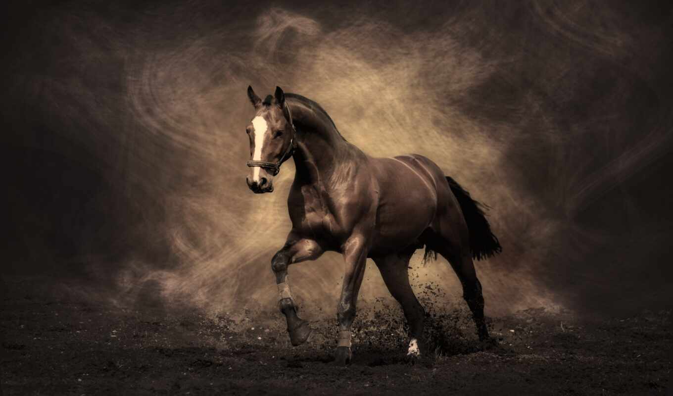 horse, the world, grace, horses, background, stallion, by tag, drawings