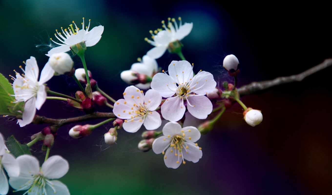 white, macro, cherry, branch, spring, blossom, cvety, blooms, cherries, petals, blurring