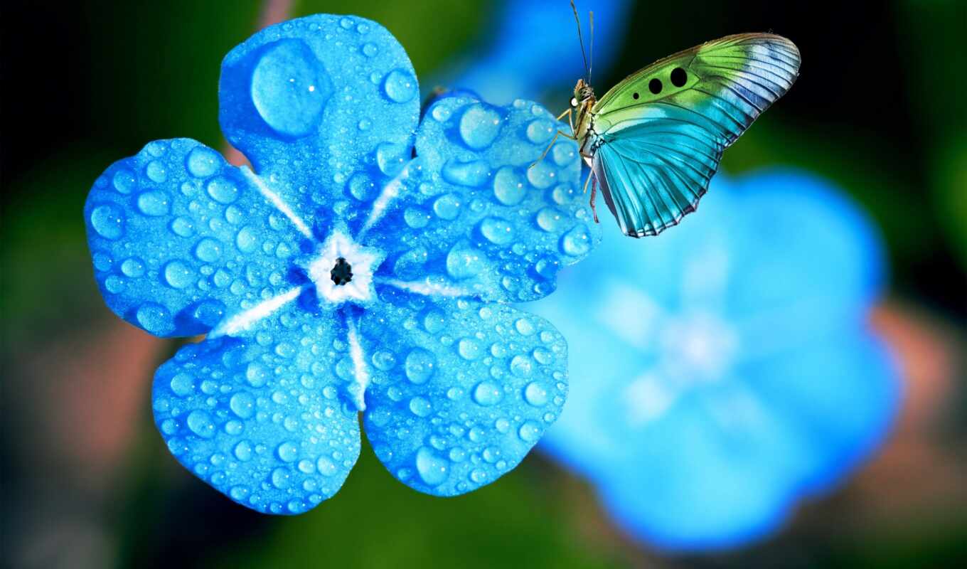 flowers, music, blue, butterfly, spring, plant, dew, yellow, makryi, myosotis