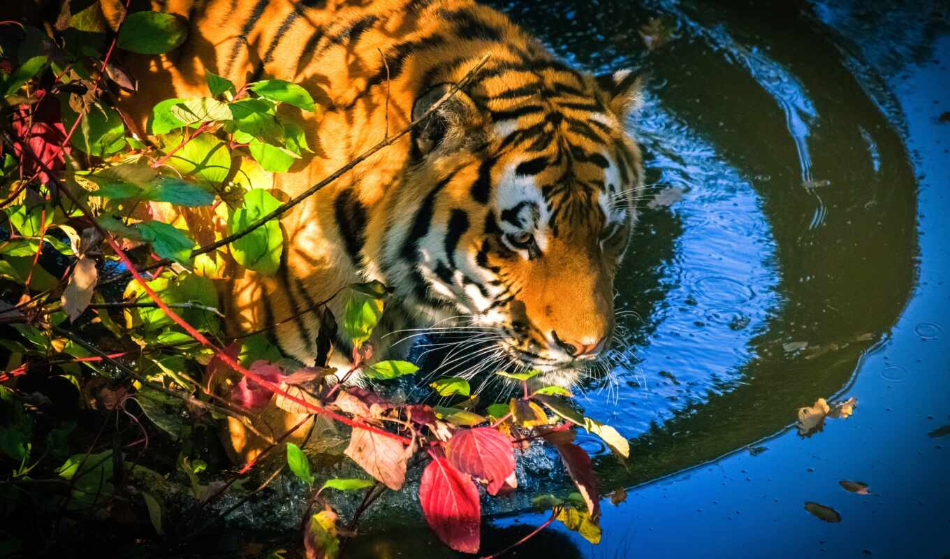water, глаза, осень, тигр, морда, branch, пруд, leaf, купальный, купаться
