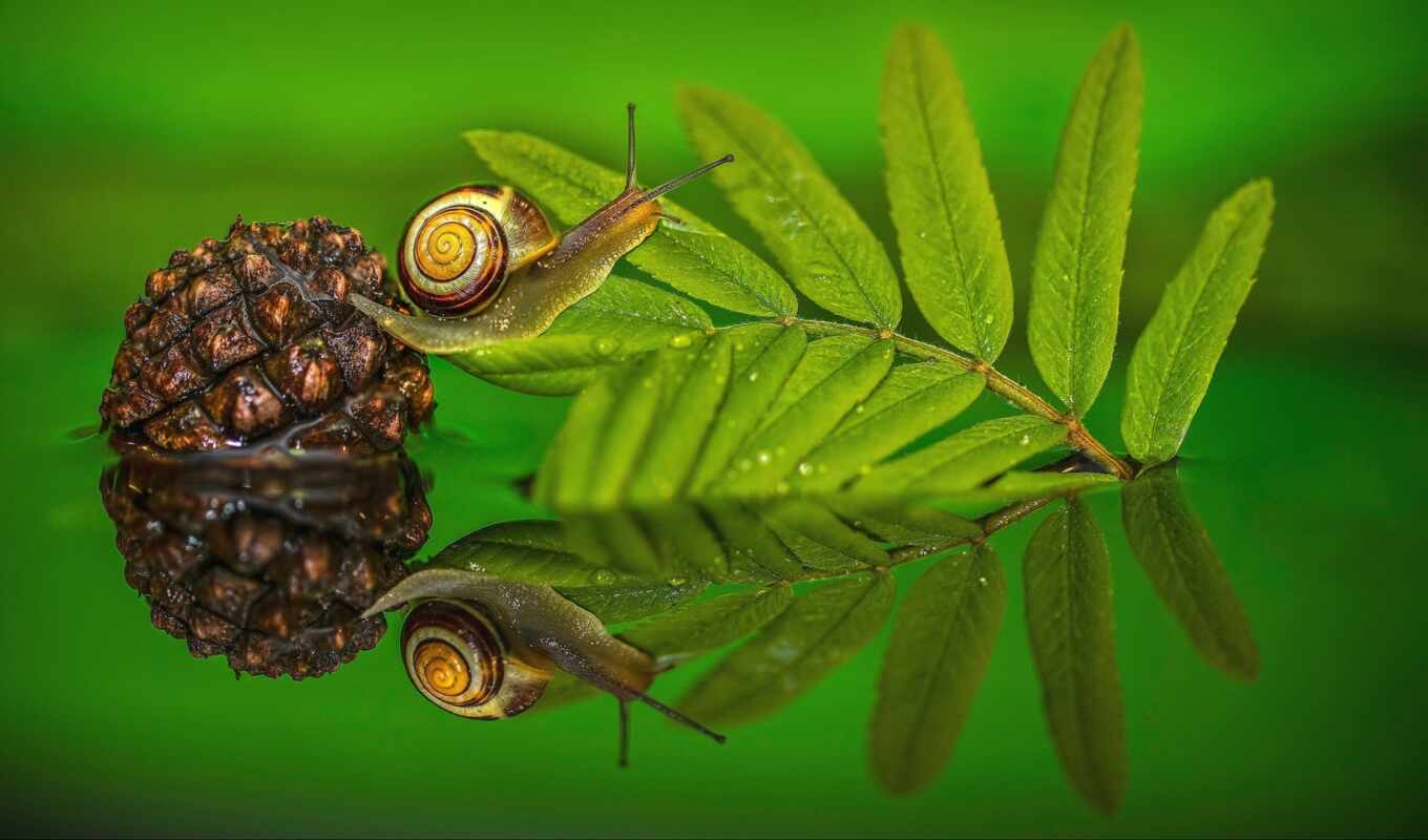 лист, зелёный, water, отражение, snail, makryi