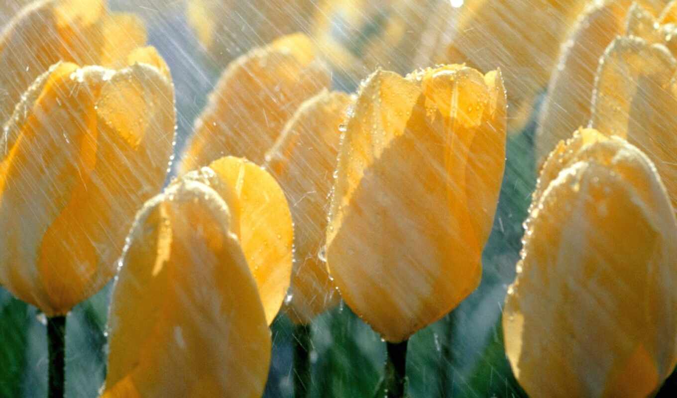nature, flowers, drop, rain, fresh, spring, yellow, tulip