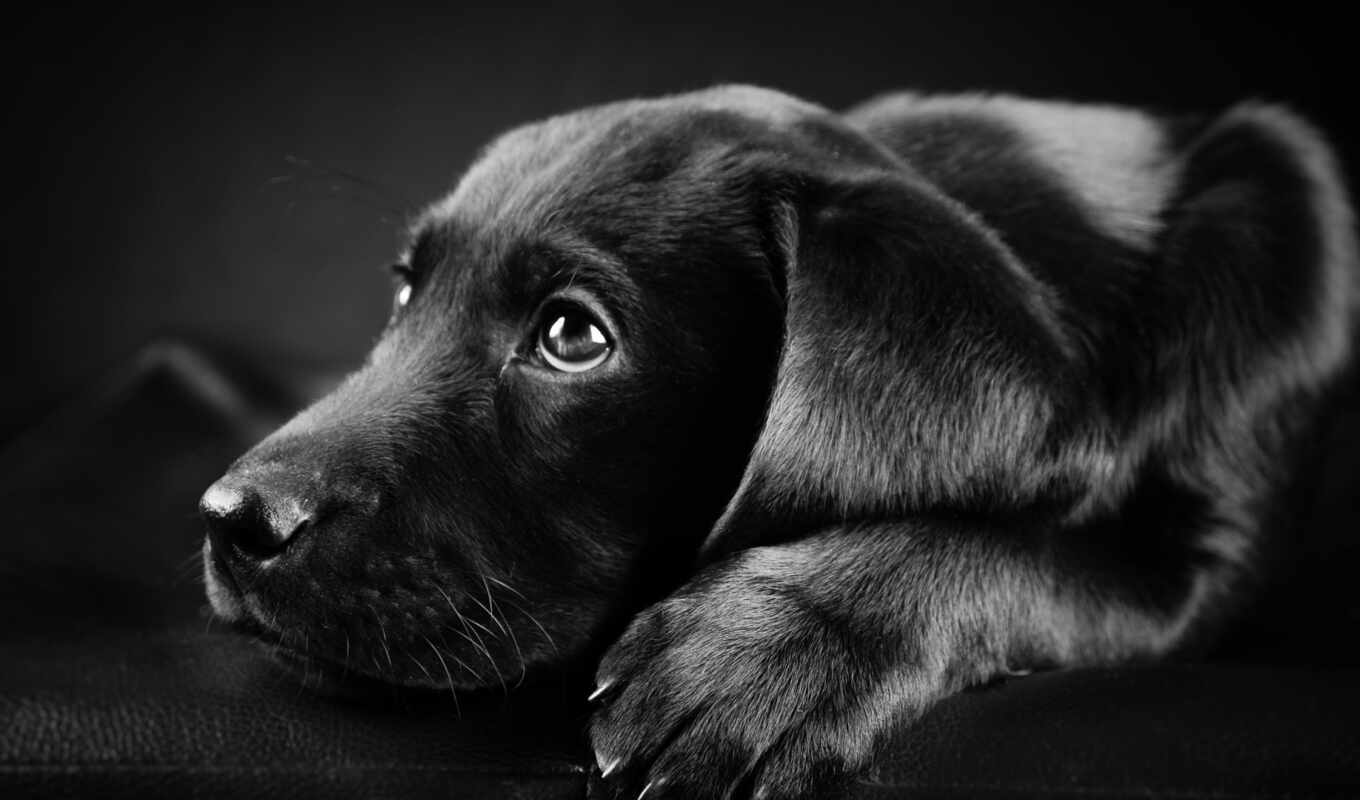 black, dog, puppy, Labrador, animal, retriever