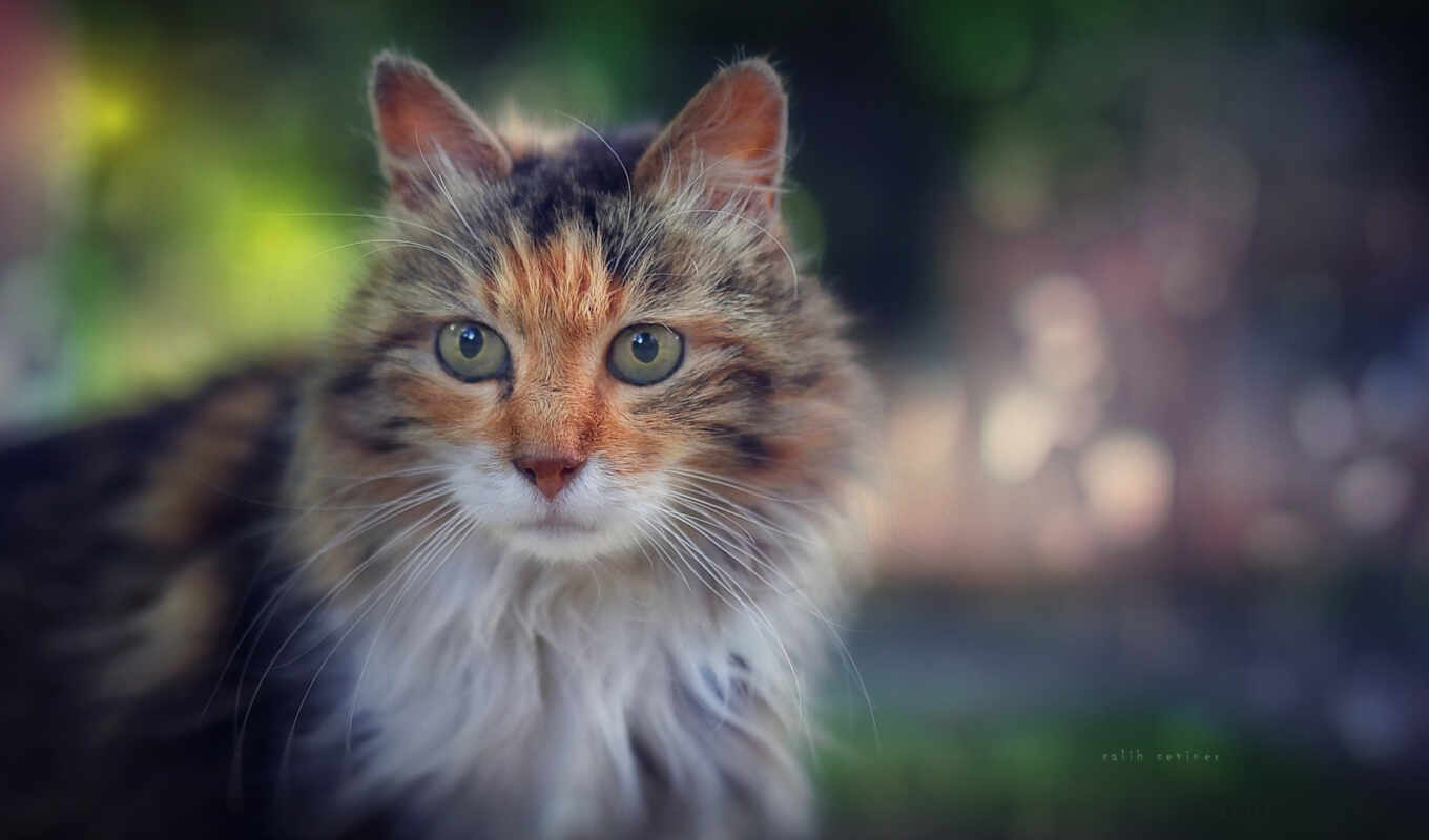 фотоаппарат, кот, looking, там
