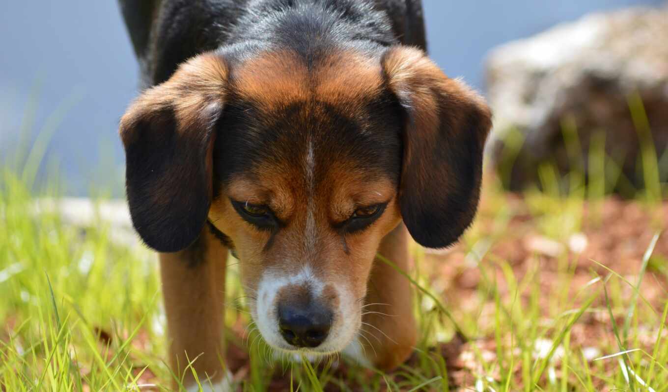 beagle