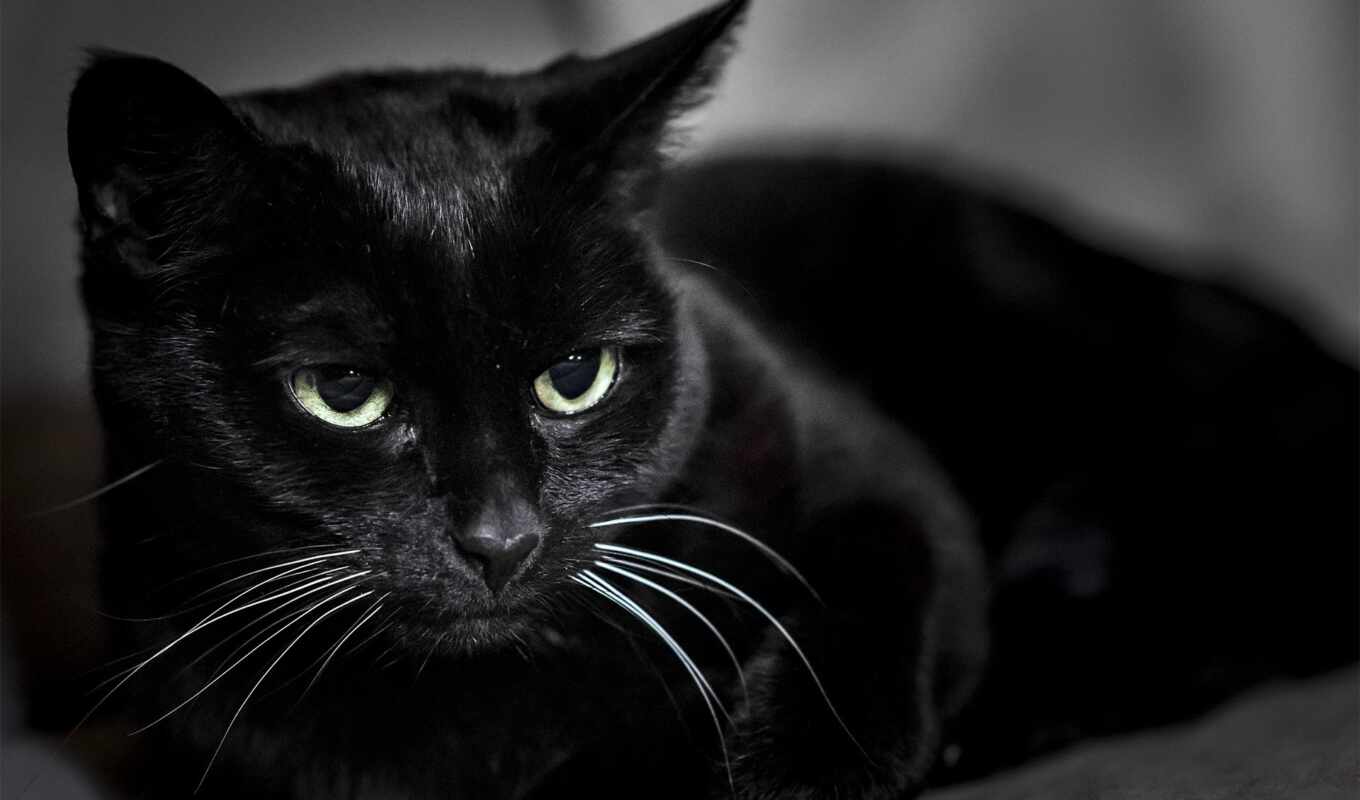 black, черная, кот, кошки, zhivotnye, кошак, kotyara