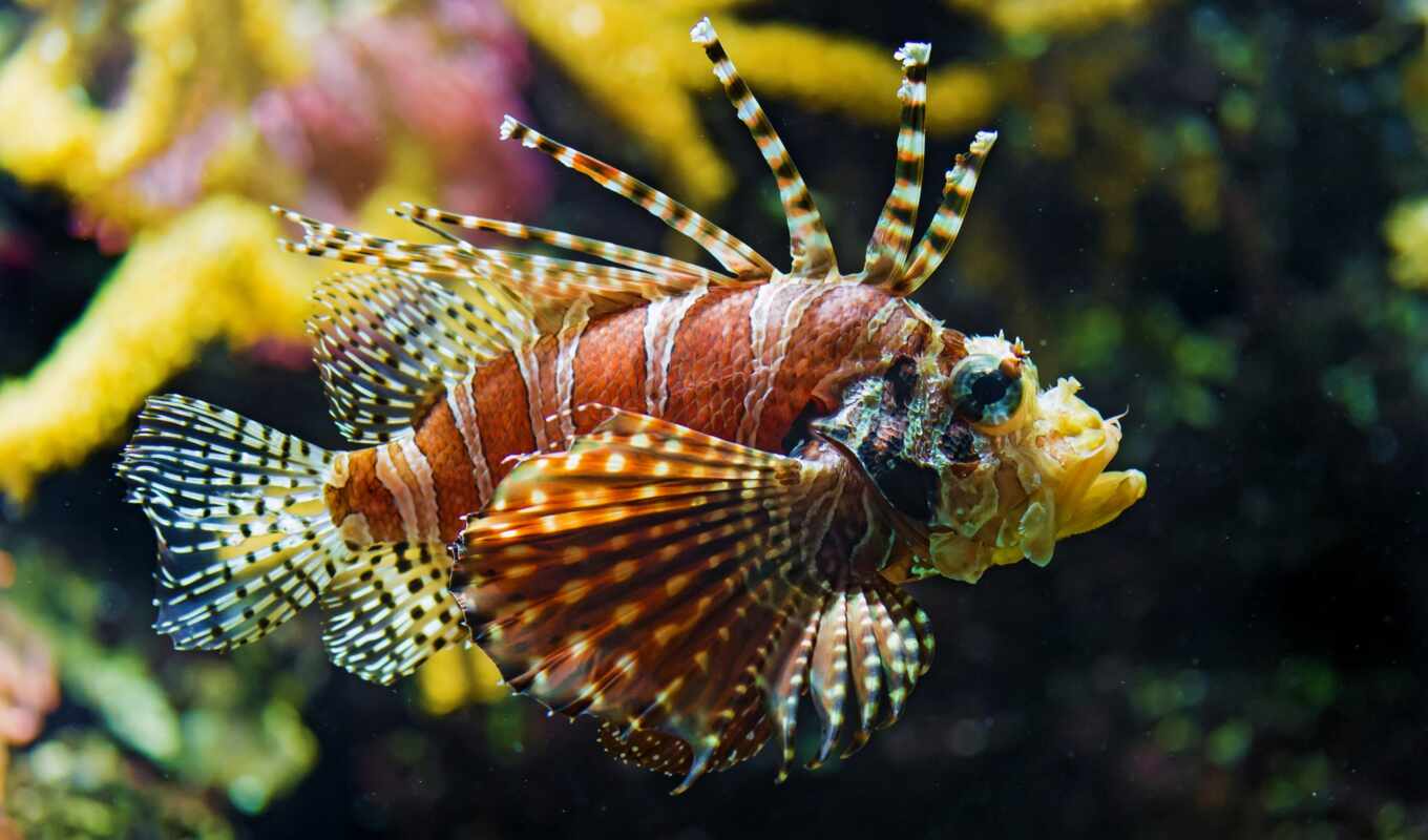 ocean, fish, pacific, coral, lionfish