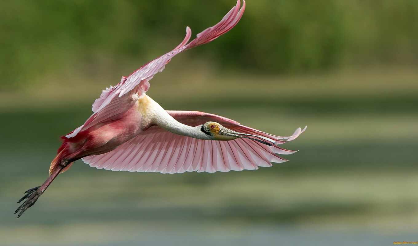 high, widescreen, птица, розовый, birds, flying, feathers