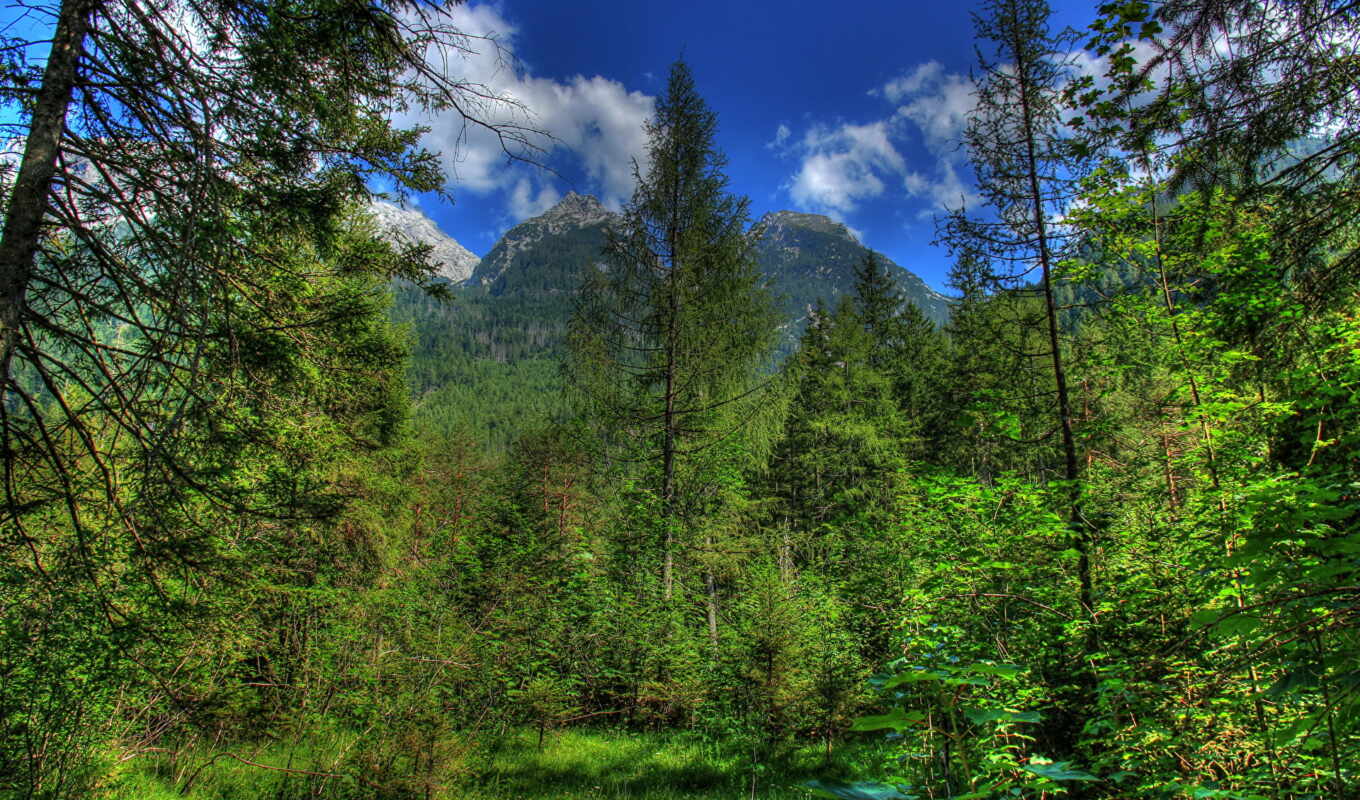 nature, desktop, hdr, trees, hdri, german, bavaria, the woods
