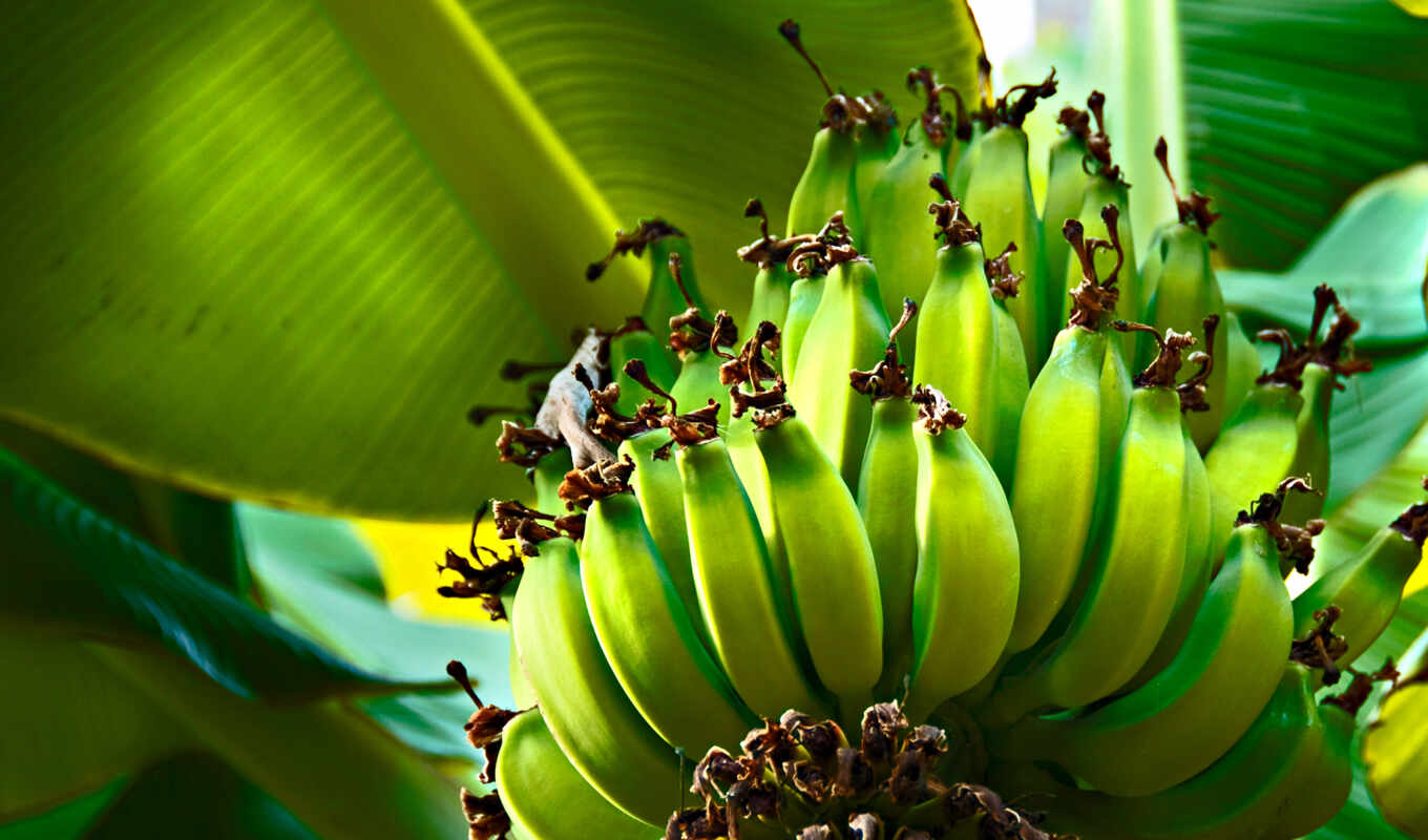 дерево, банан