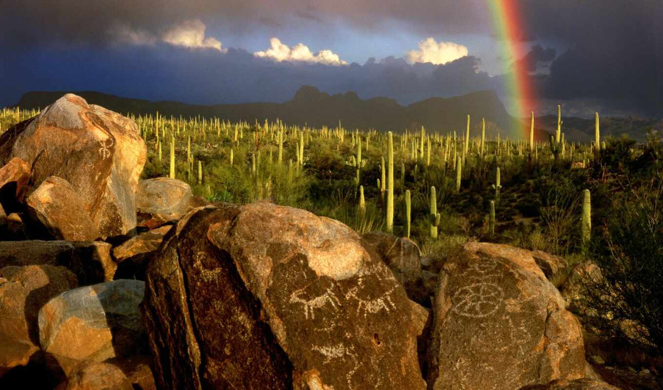 природа, park, national, saguaro