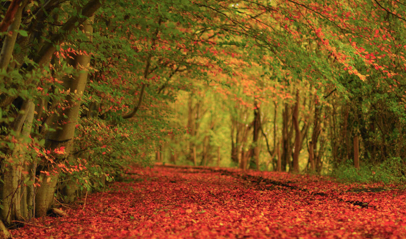 природа, клавиатура, дерево, лес, сентябрь, осень, листва, hello, shortcut