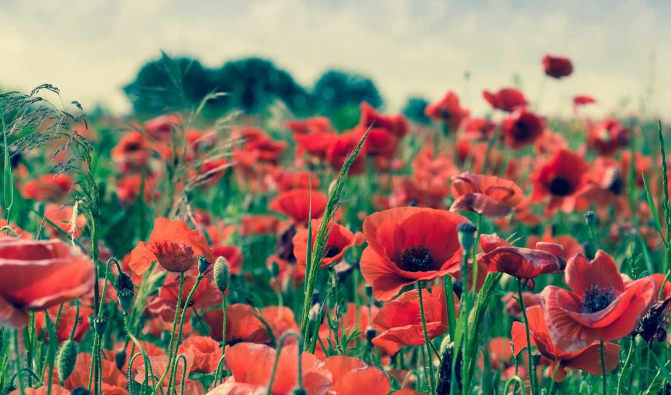 flowers, red, field, meadow, poppy, Ekaterinburg, because, kokliko