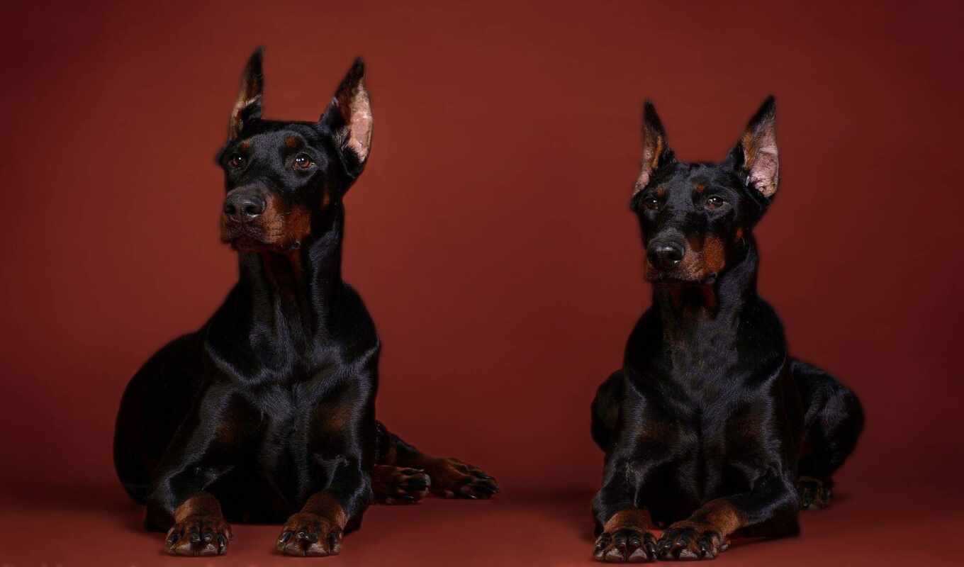 doberman