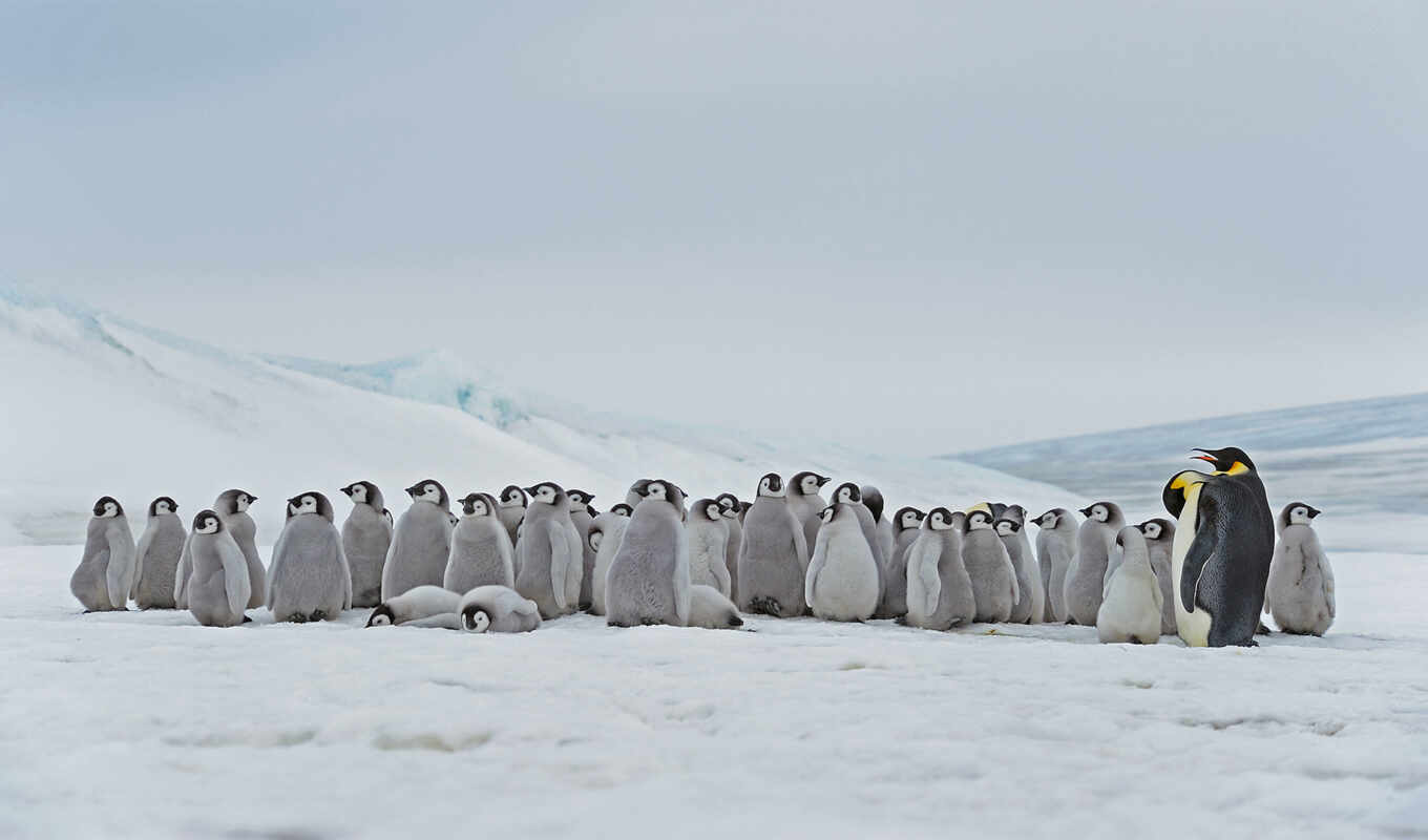 снег, пингвин, антарктида
