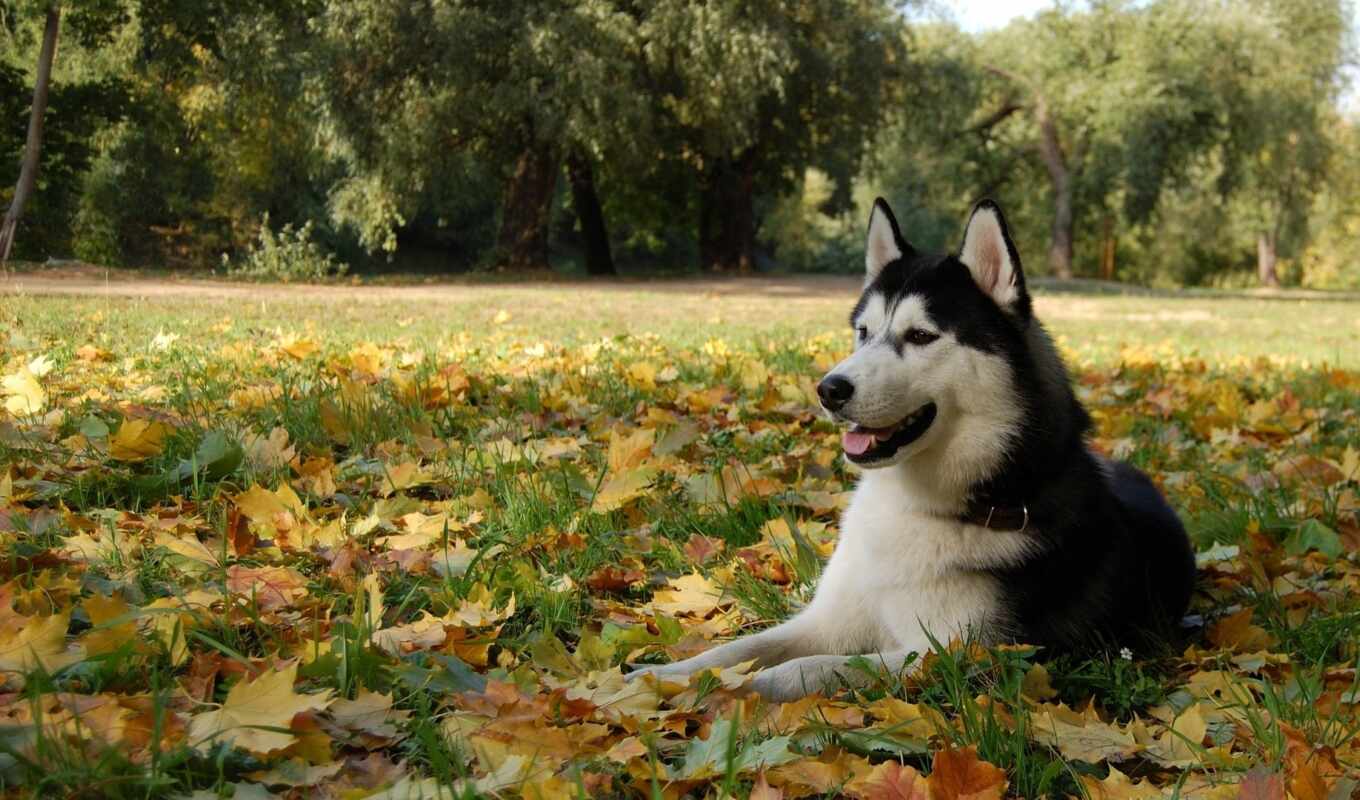 dog, autumn, husky, animal