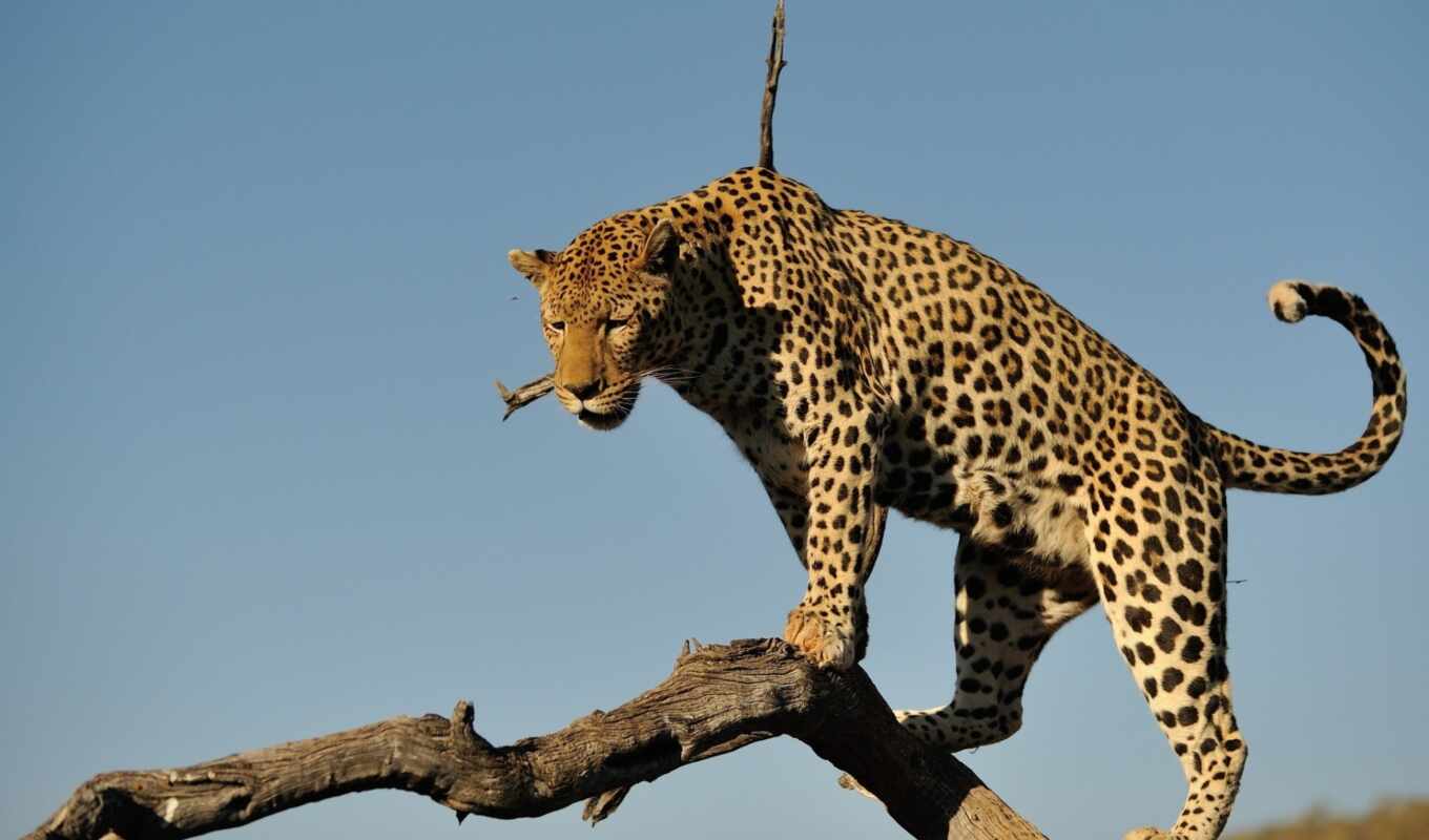 sky, animals, categories, cat, leopard, predator, wild, log, be