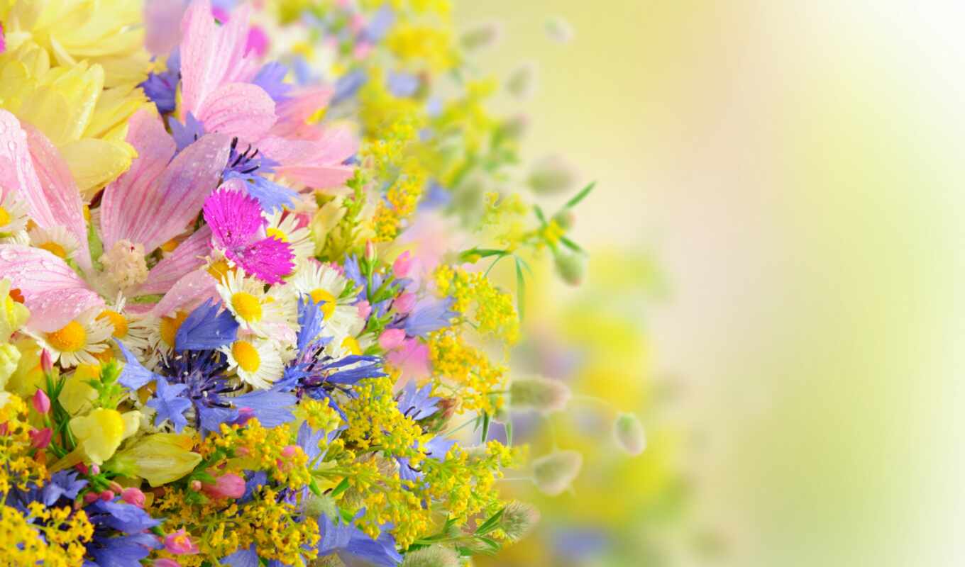 flowers, summer, drops, bouquet, bouquets, daisies, petals, compositions, colors