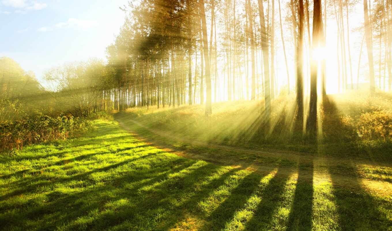 природа, sun, свет, дерево, трава, лес, trees, солнца, rays