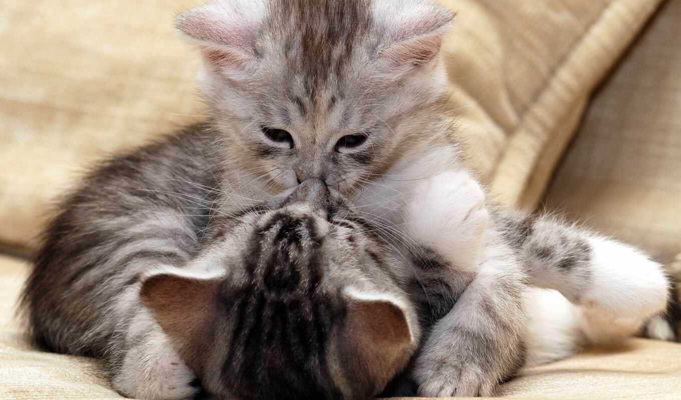 cat, fluffy, small, kissing, play