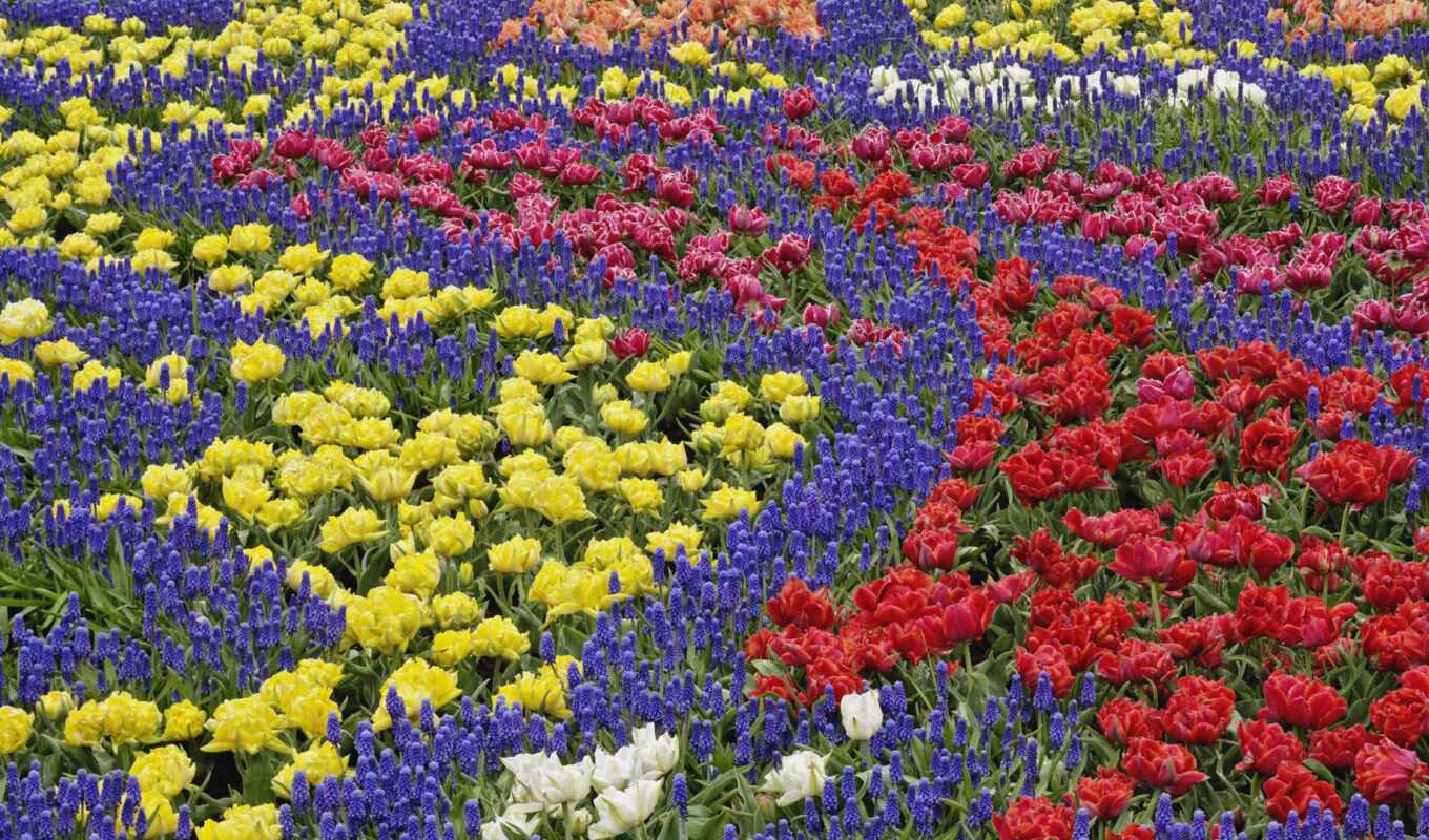 ipad, beautiful, spring, bells, tulips, bouquet, cvety, flowerbed