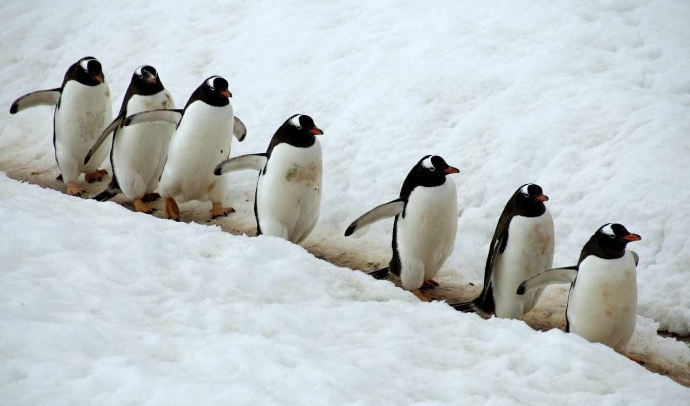 cute, создать, они, пингвины, пингвины, пингвин, formatı, meme, выключение