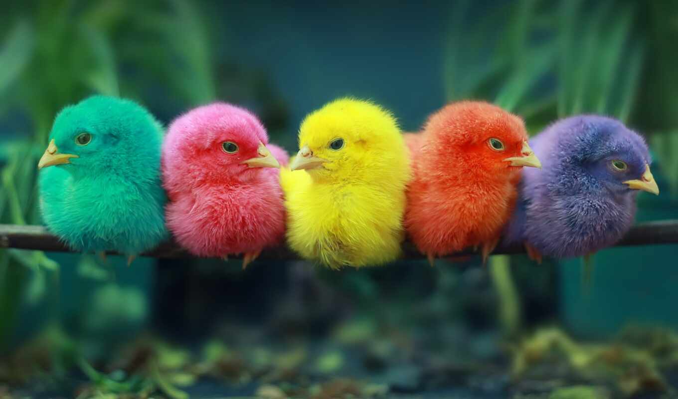 compilation, colorful, new, photos, everyone, birds, colored, chickens, morning