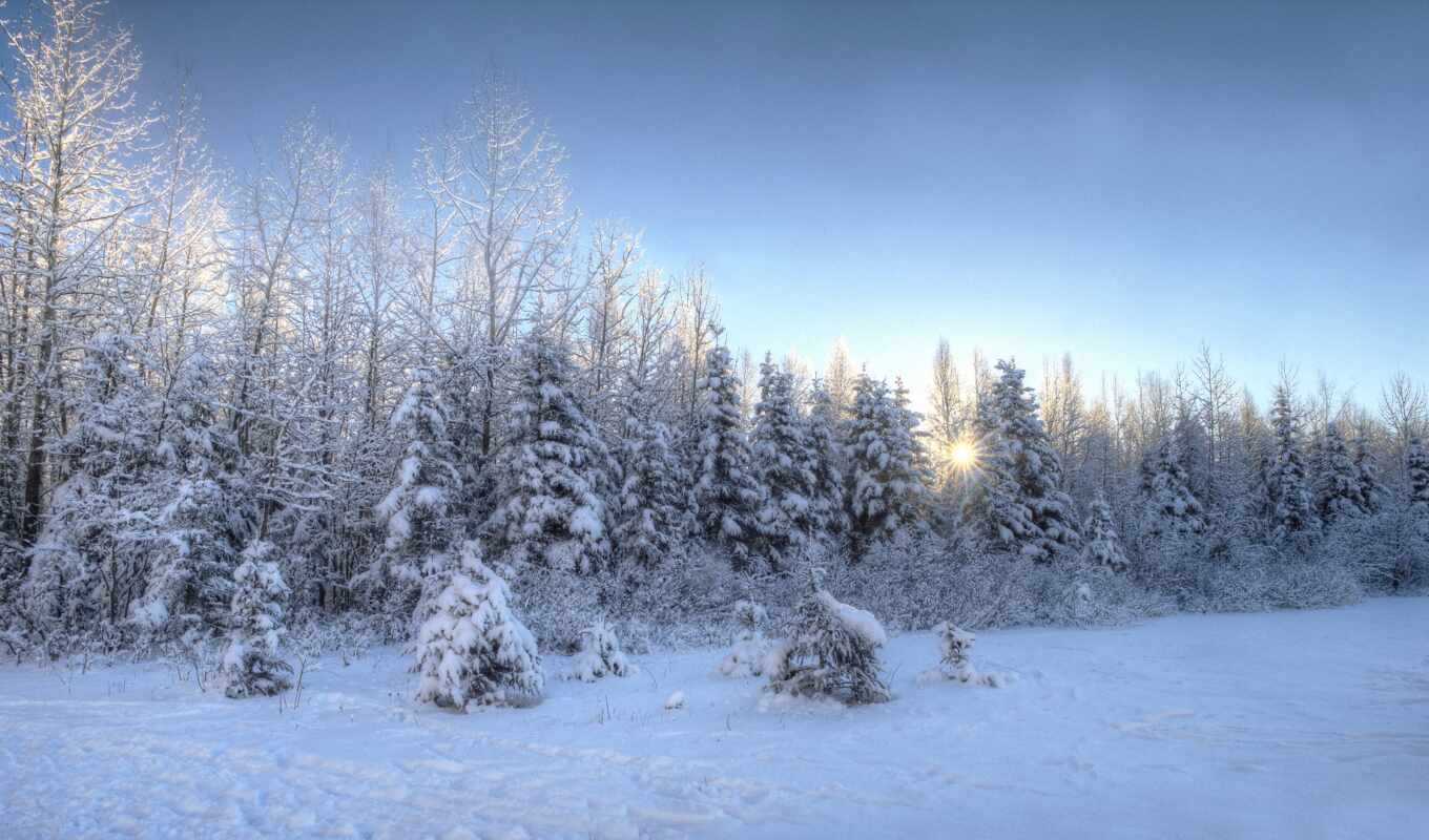 desktop, mac, закат, снег, winter, trees, густой