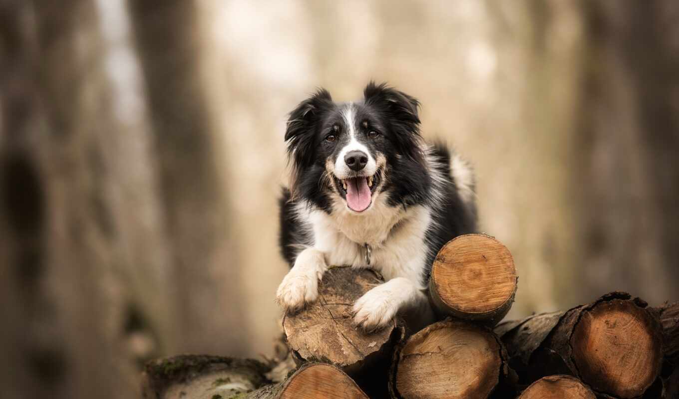 dog, to myself, breed, An, border, app, To know, expert, consider, guess, collie