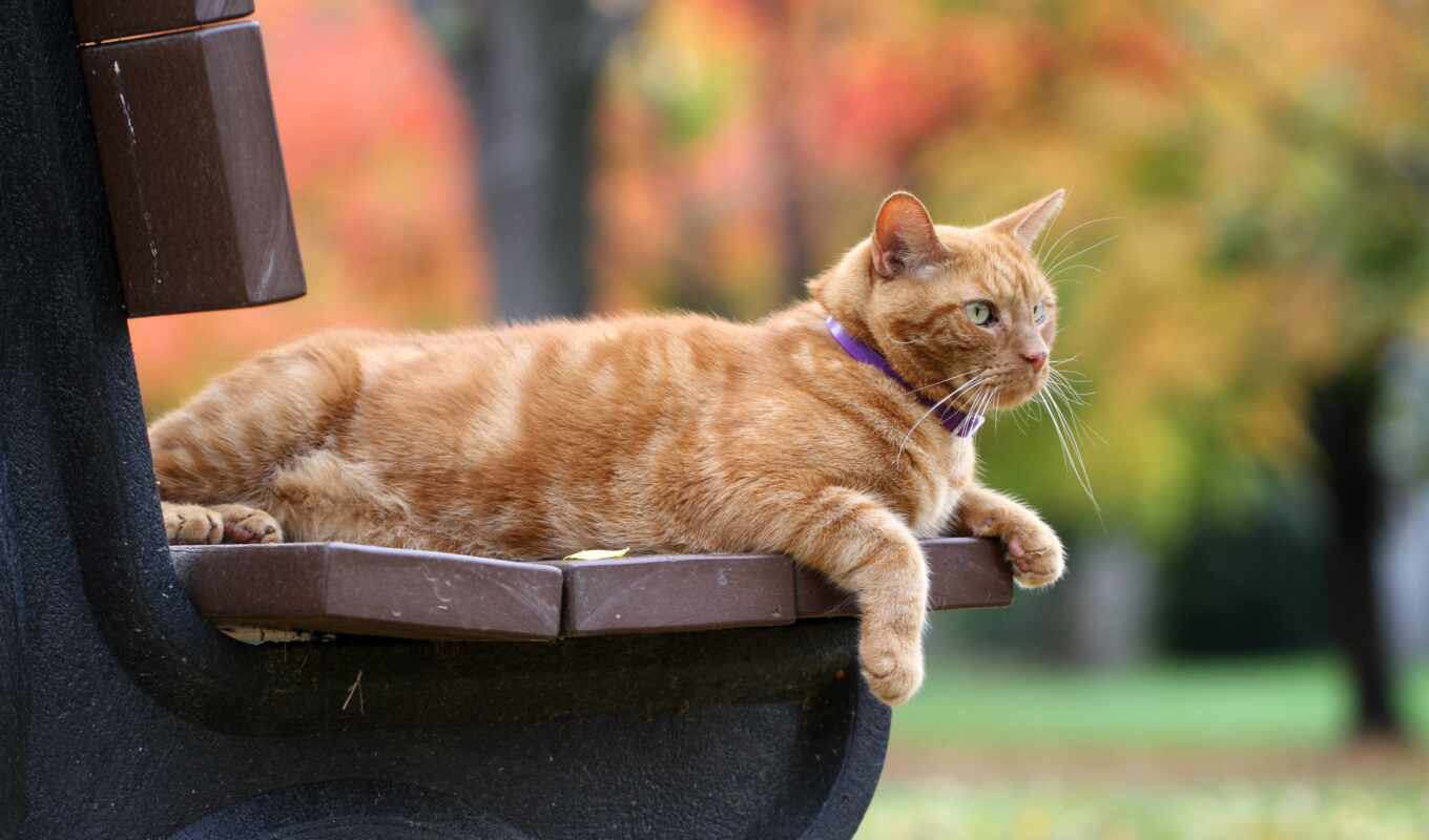 red, cat, bench