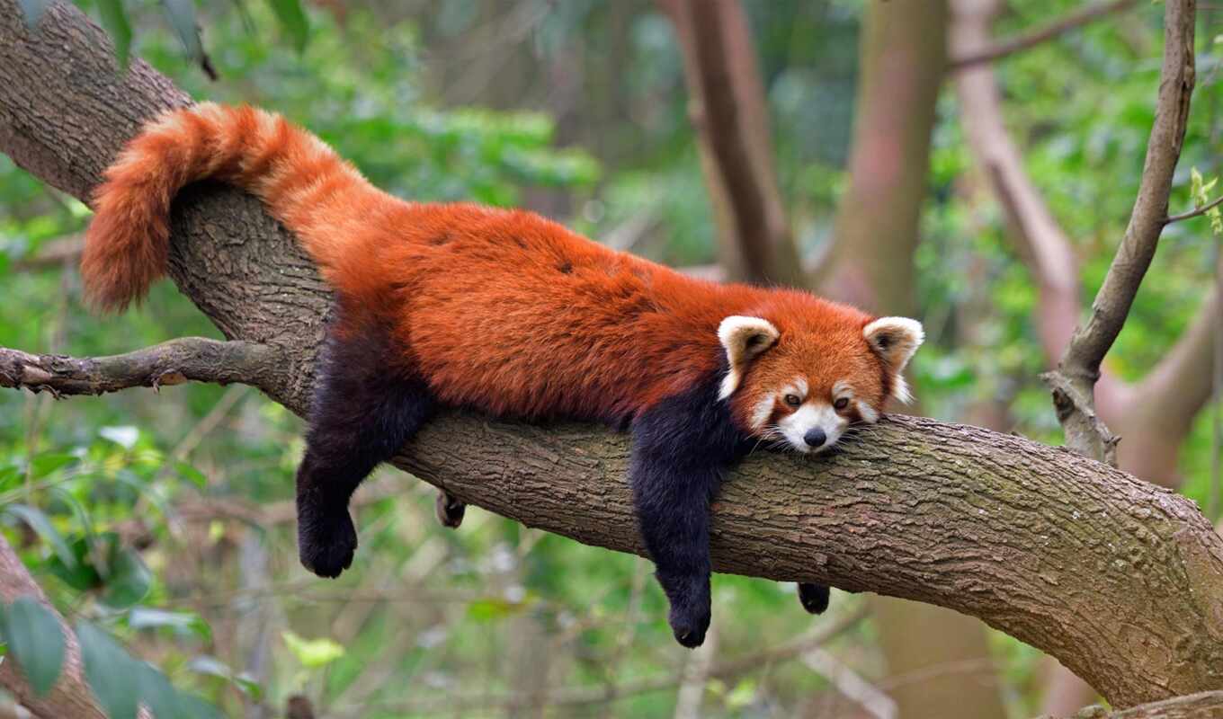 red, tree, panda, hang